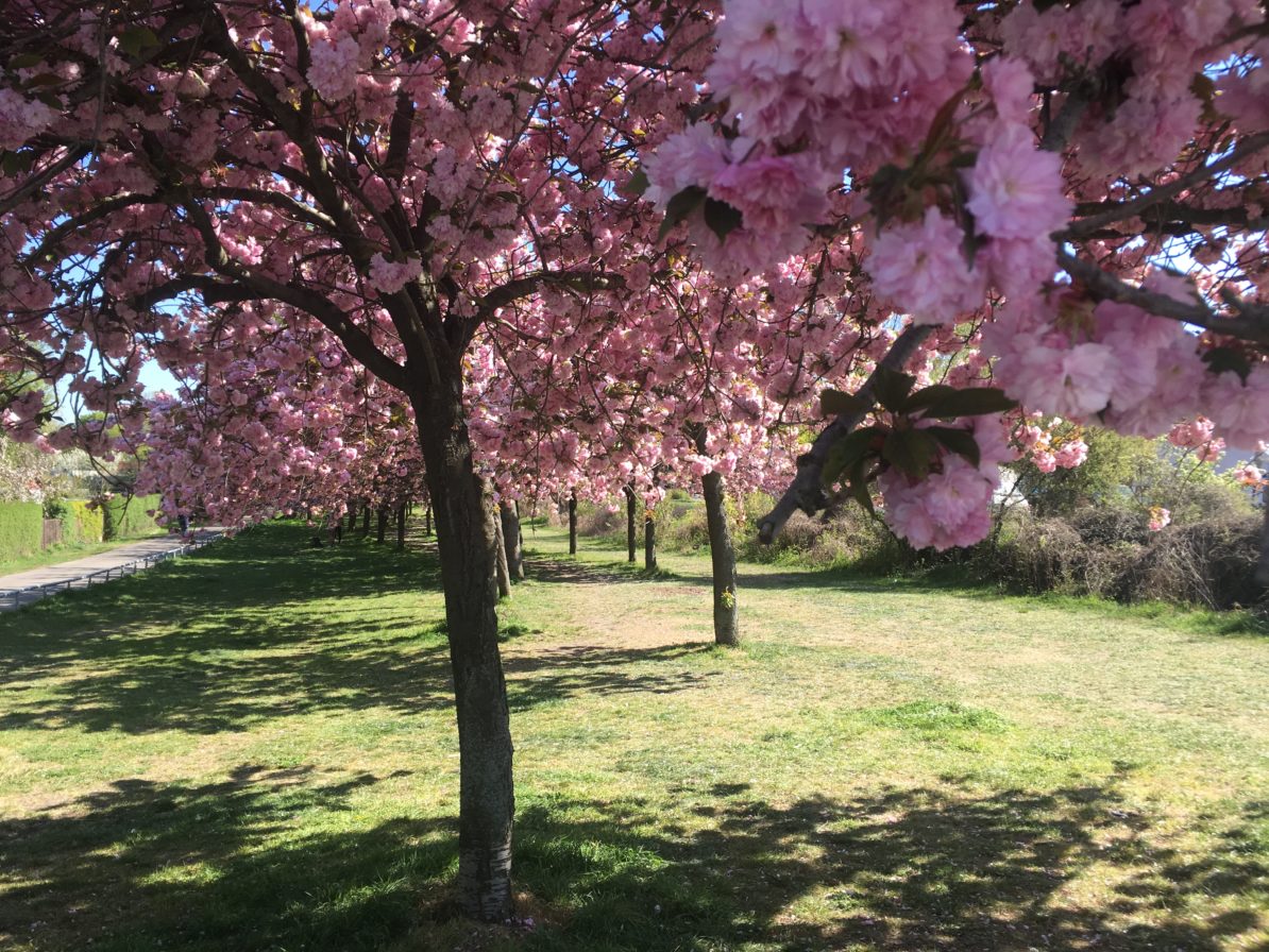 Cherry Tree